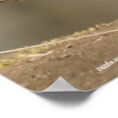 Vrouw Mallard Duck Poster (Hoek)