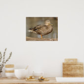 Vrouw Mallard Duck Poster (Keuken)