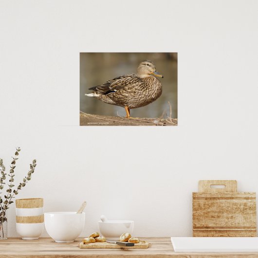 Vrouw Mallard Duck Poster (Keuken)