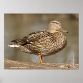 Vrouw Mallard Duck Poster (Voorkant)