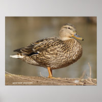 Vrouw Mallard Duck