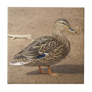 Vrouw Mallard Duck Tile Trivet Tegeltje