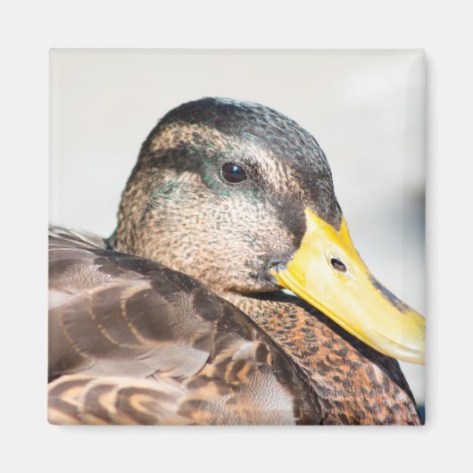 Vrouw Mallard Magneet (Voorkant)