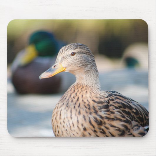 Vrouw Mallard Muismat (Voorkant)