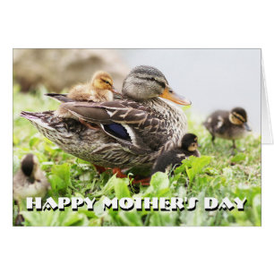 Vrouw Mallard omringd door drijfveren