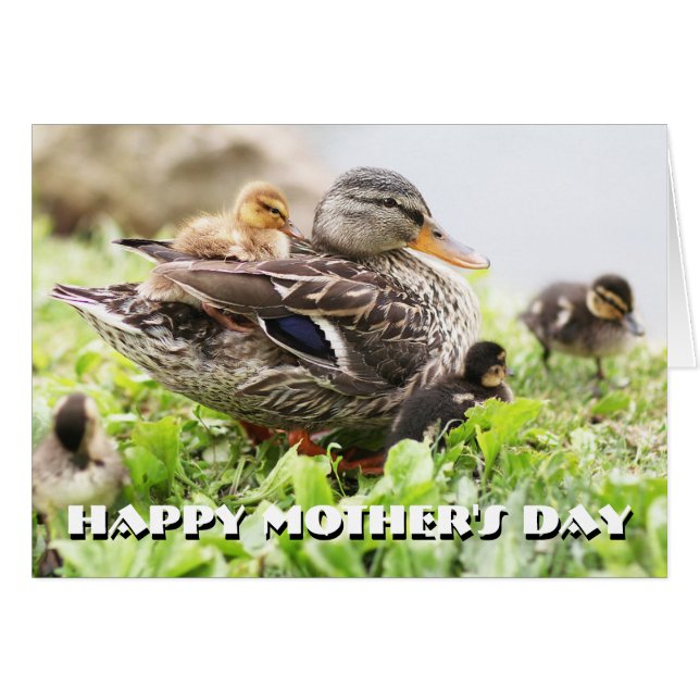 Vrouw Mallard omringd door drijfveren (Voorkant Horizontaal)