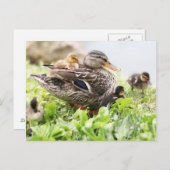Vrouw Mallard omringd door drijfveren Briefkaart (Voorkant / Achterkant)