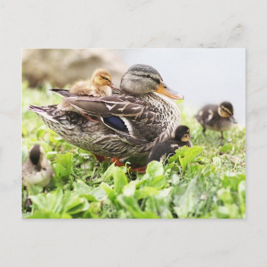 Vrouw Mallard omringd door drijfveren Briefkaart (Voorkant)
