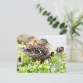 Vrouw Mallard omringd door drijfveren Briefkaart (Staand voorkant)