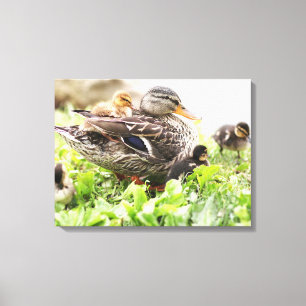 Vrouw Mallard omringd door drijfveren Canvas Afdruk