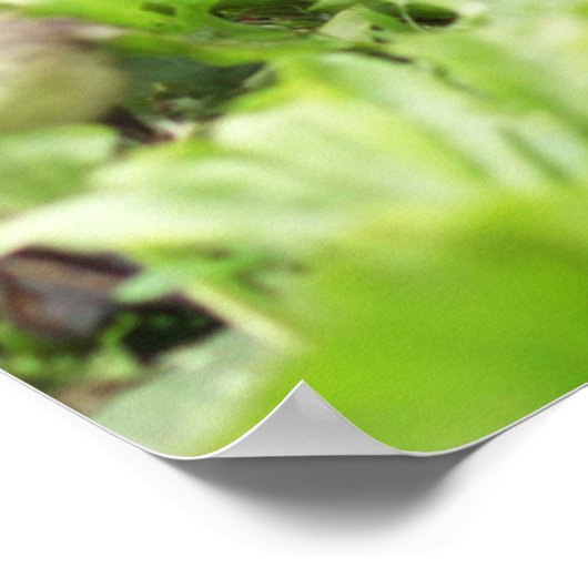 Vrouw Mallard omringd door drijfveren Poster (Hoek)