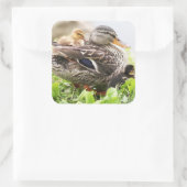 Vrouw Mallard omringd door drijfveren Vierkante Sticker (Tas)