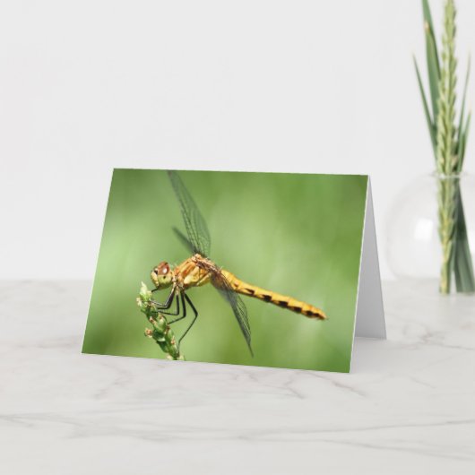 Vrouw Meadow Hawk Notecard Kaart (Voorkant)