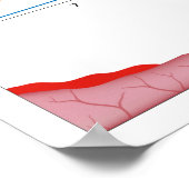 Vrouw menstruatiecyclus Poster (Hoek)