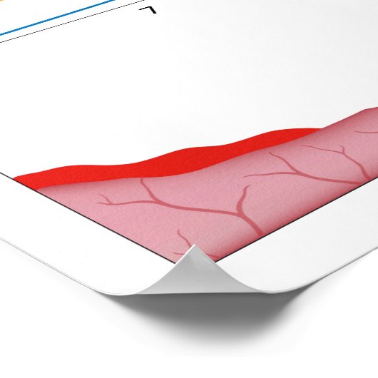 Vrouw menstruatiecyclus Poster (Hoek)