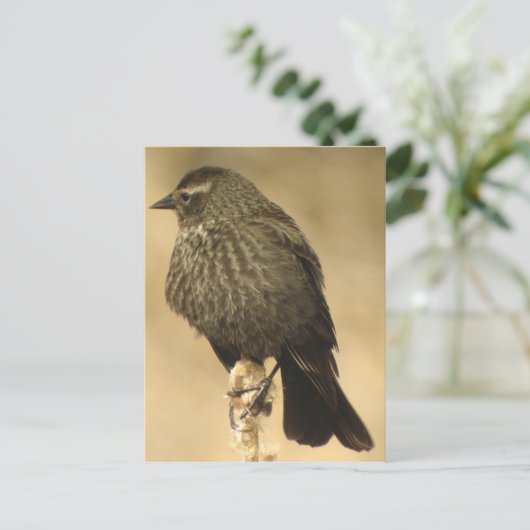 Vrouw met rode vleugel2 Briefkaart (Staand voorkant)