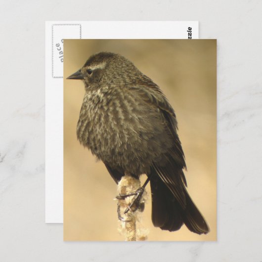 Vrouw met rode vleugel2 Briefkaart (Voorkant / Achterkant)