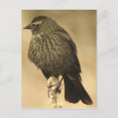 Vrouw met rode vleugel2 Briefkaart (Voorkant)