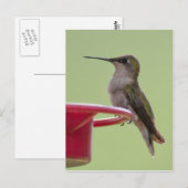 Vrouw met ruby-Throated Hummingbird Briefkaart (Voorkant / Achterkant)