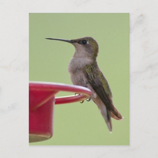 Vrouw met ruby-Throated Hummingbird Briefkaart (Voorkant)