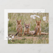 Vrouw met wift fox (Vulpes velox) met jonge Briefkaart (Voorkant / Achterkant)