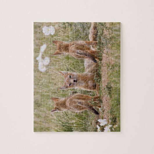 Vrouw met wift fox (Vulpes velox) met jonge Legpuzzel (Verticaal)