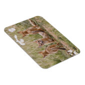 Vrouw met wift fox (Vulpes velox) met jonge Magneet (Rechterzijde)