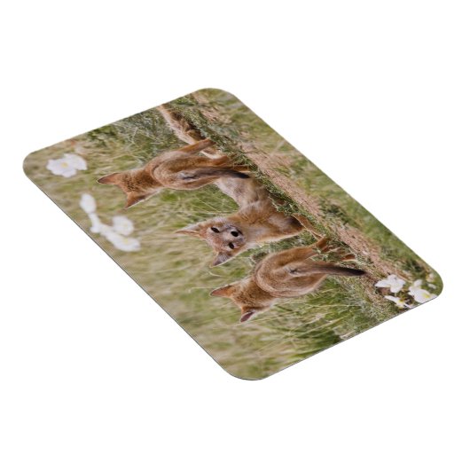 Vrouw met wift fox (Vulpes velox) met jonge Magneet (Rechterzijde)