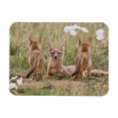 Vrouw met wift fox (Vulpes velox) met jonge Magneet (Horizontaal)