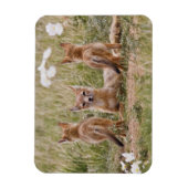 Vrouw met wift fox (Vulpes velox) met jonge Magneet (Verticaal)