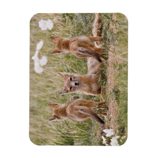 Vrouw met wift fox (Vulpes velox) met jonge Magneet (Verticaal)