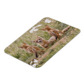 Vrouw met wift fox (Vulpes velox) met jonge Magneet (Linkerzijde)