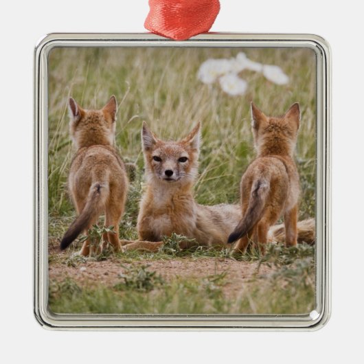 Vrouw met wift fox (Vulpes velox) met jonge Metalen Ornament (Voorkant)