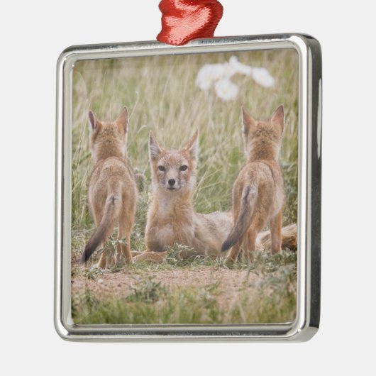 Vrouw met wift fox (Vulpes velox) met jonge Metalen Ornament (Links)