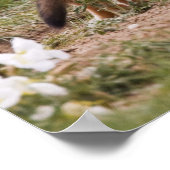 Vrouw met wift fox (Vulpes velox) met jonge Poster (Hoek)