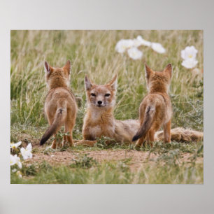 Vrouw met wift fox (Vulpes velox) met jonge Poster
