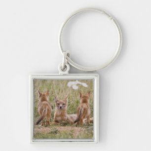 Vrouw met wift fox (Vulpes velox) met jonge Sleutelhanger