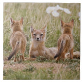 Vrouw met wift fox (Vulpes velox) met jonge Tegeltje (Voorkant)