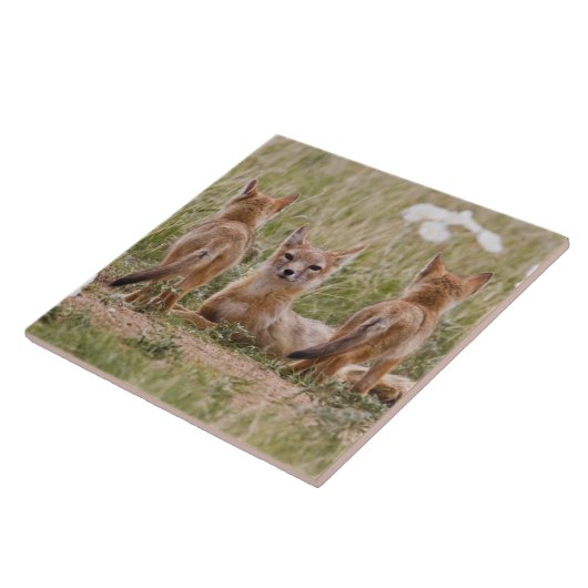 Vrouw met wift fox (Vulpes velox) met jonge Tegeltje (Zijkant)