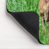 Vrouw Moeder Mule Deer op Ranch Wildlife Foto Muismat (Hoek)