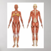 Vrouw Musculair Anatomie voor en achter Uitzicht Poster (Voorkant)