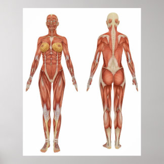 Vrouw Musculair Anatomie voor en achter Uitzicht Poster