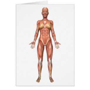 Vrouw Musculair Systeem, voorste Uitzicht