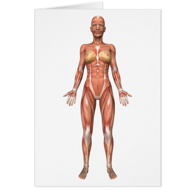 Vrouw Musculair Systeem, voorste Uitzicht (Voorkant)