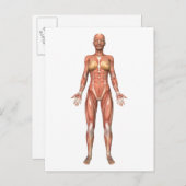 Vrouw Musculair Systeem, voorste Uitzicht Briefkaart (Voorkant / Achterkant)