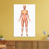 Vrouw Musculair Systeem, voorste Uitzicht Canvas Afdruk (Insitu (Woonkamer))