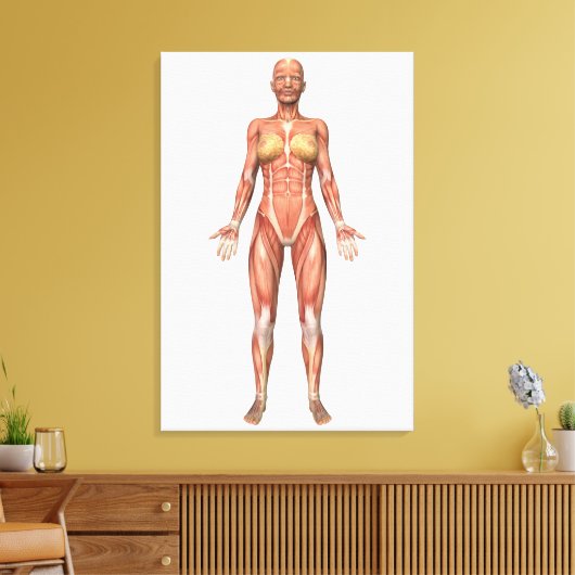 Vrouw Musculair Systeem, voorste Uitzicht Canvas Afdruk (Insitu (Woonkamer))