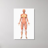 Vrouw Musculair Systeem, voorste Uitzicht Canvas Afdruk (Voorkant)