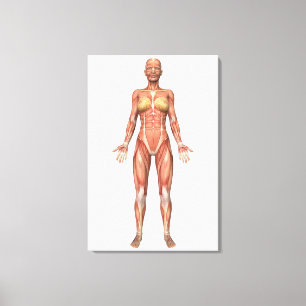 Vrouw Musculair Systeem, voorste Uitzicht Canvas Afdruk