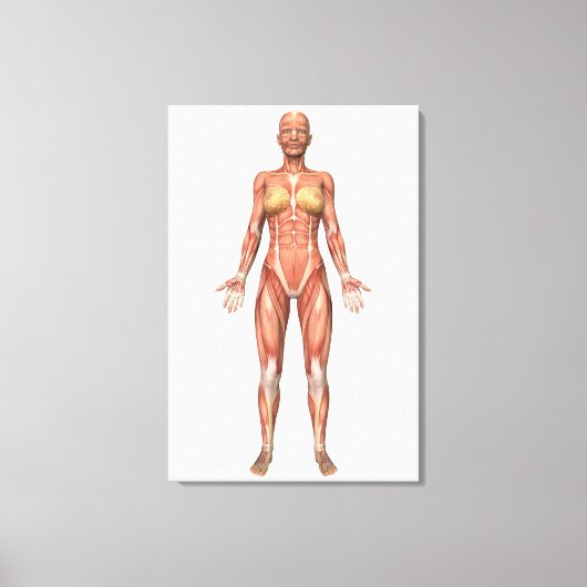 Vrouw Musculair Systeem, voorste Uitzicht Canvas Afdruk (Voorkant)
